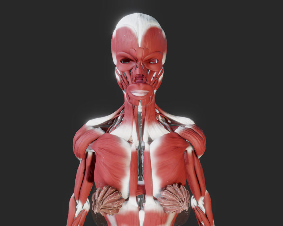 Female Muscular system Low-poly 3D model_24