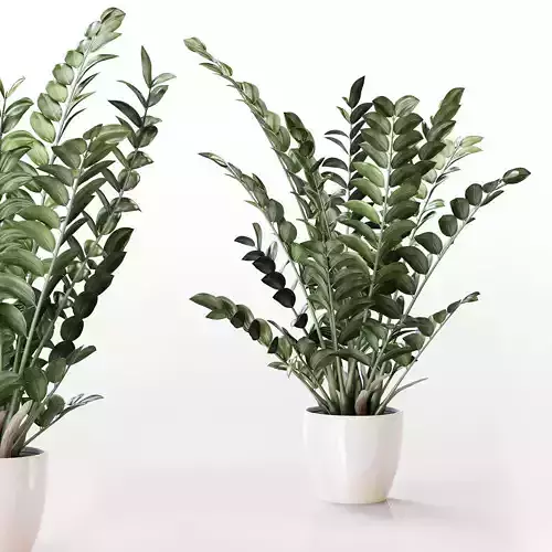 Amazing plant Zamioculcas in white vase