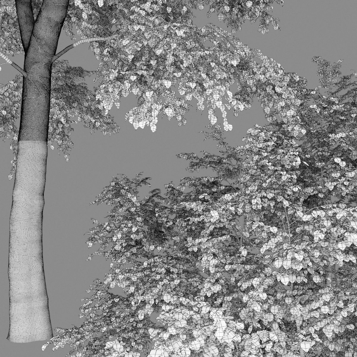 Tilia platyphyllos 06 H17 3D model_3