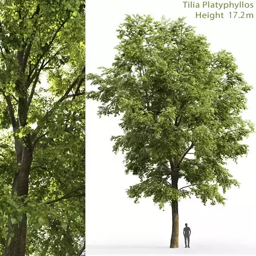 Tilia platyphyllos 06 H17 3D model