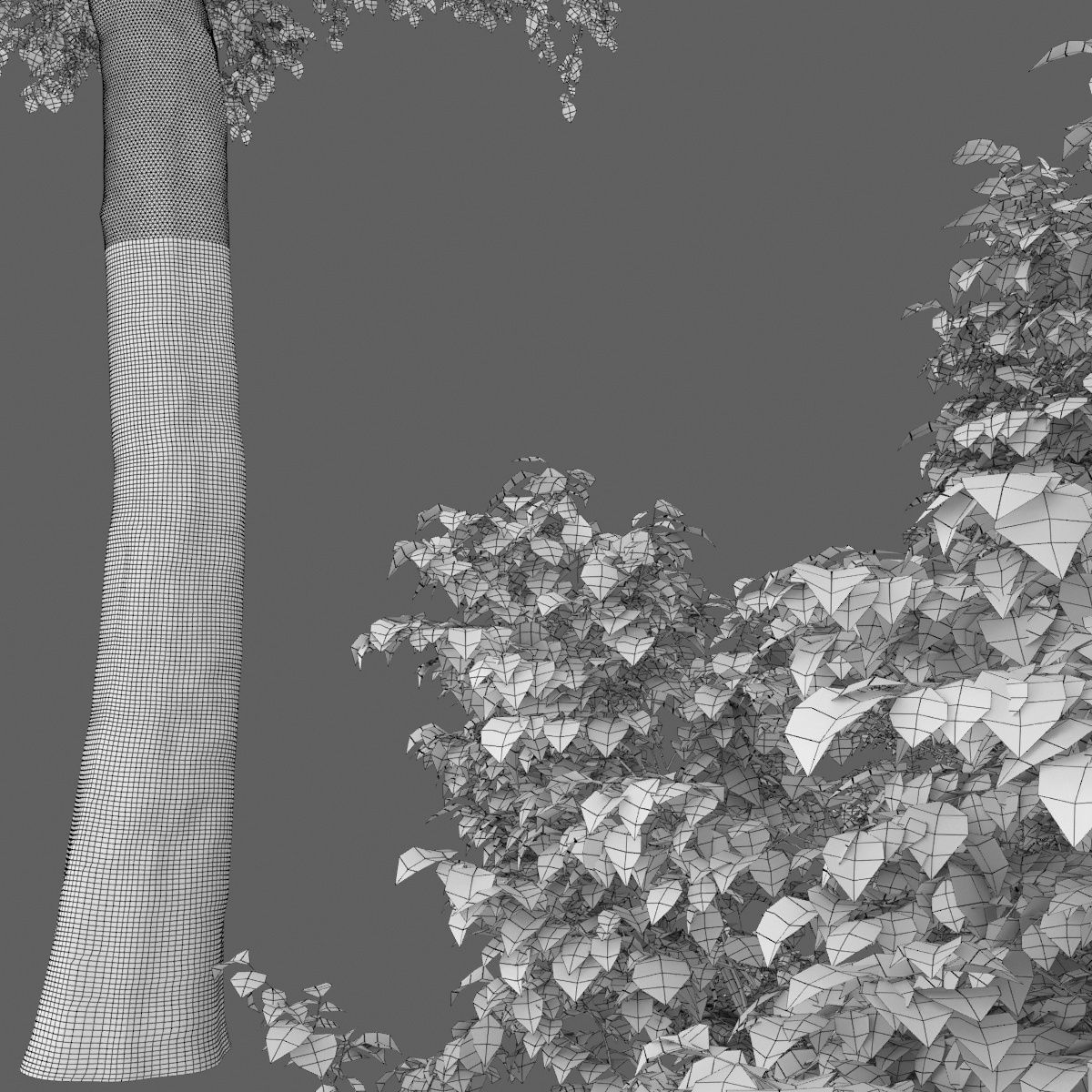Tilia platyphyllos 07 H18m 3D model_3