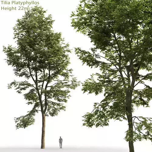 Tilia platyphyllos 08 H22m