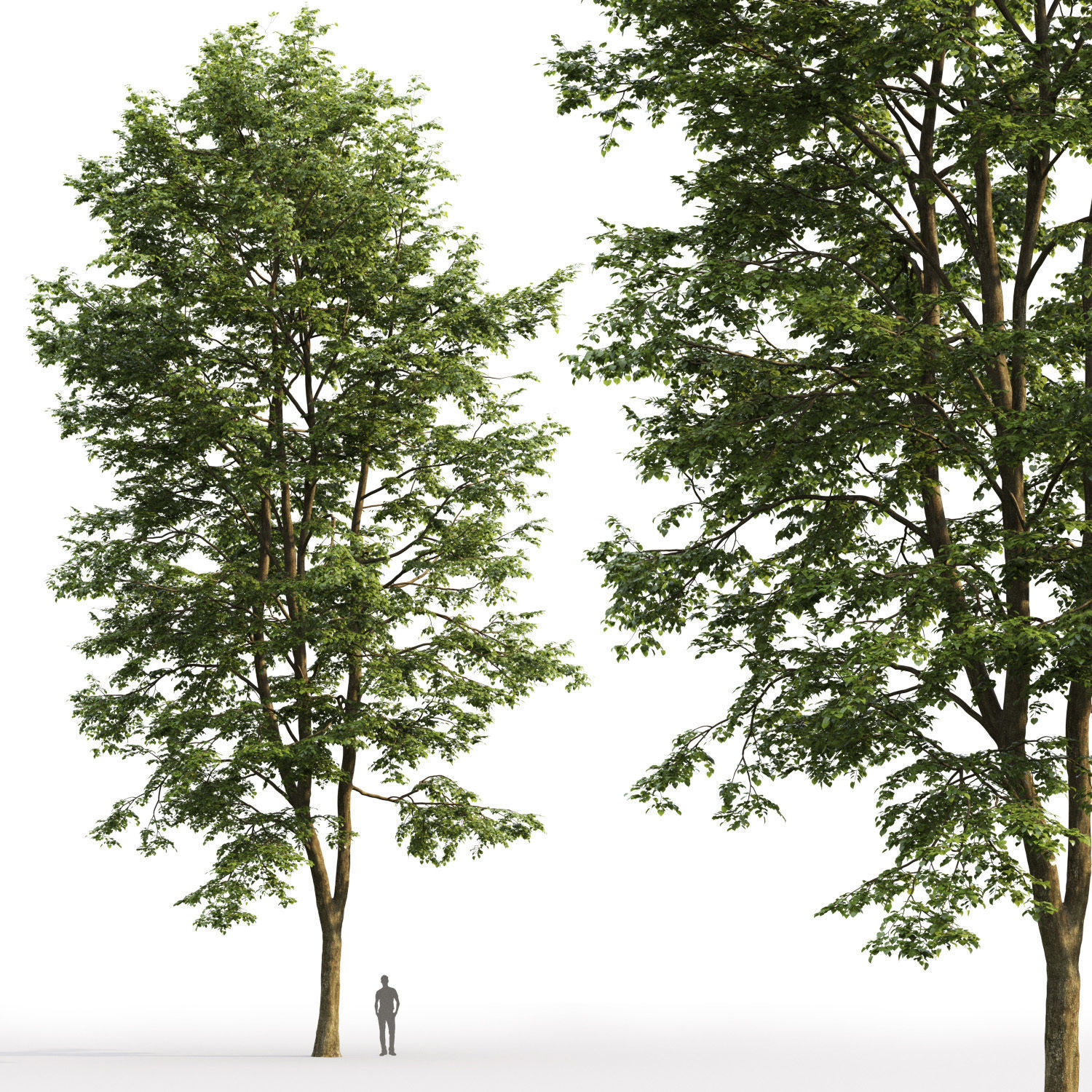 Tilia platyphyllos 09 H23m 3D model_1