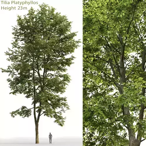 Tilia platyphyllos 09 H23m