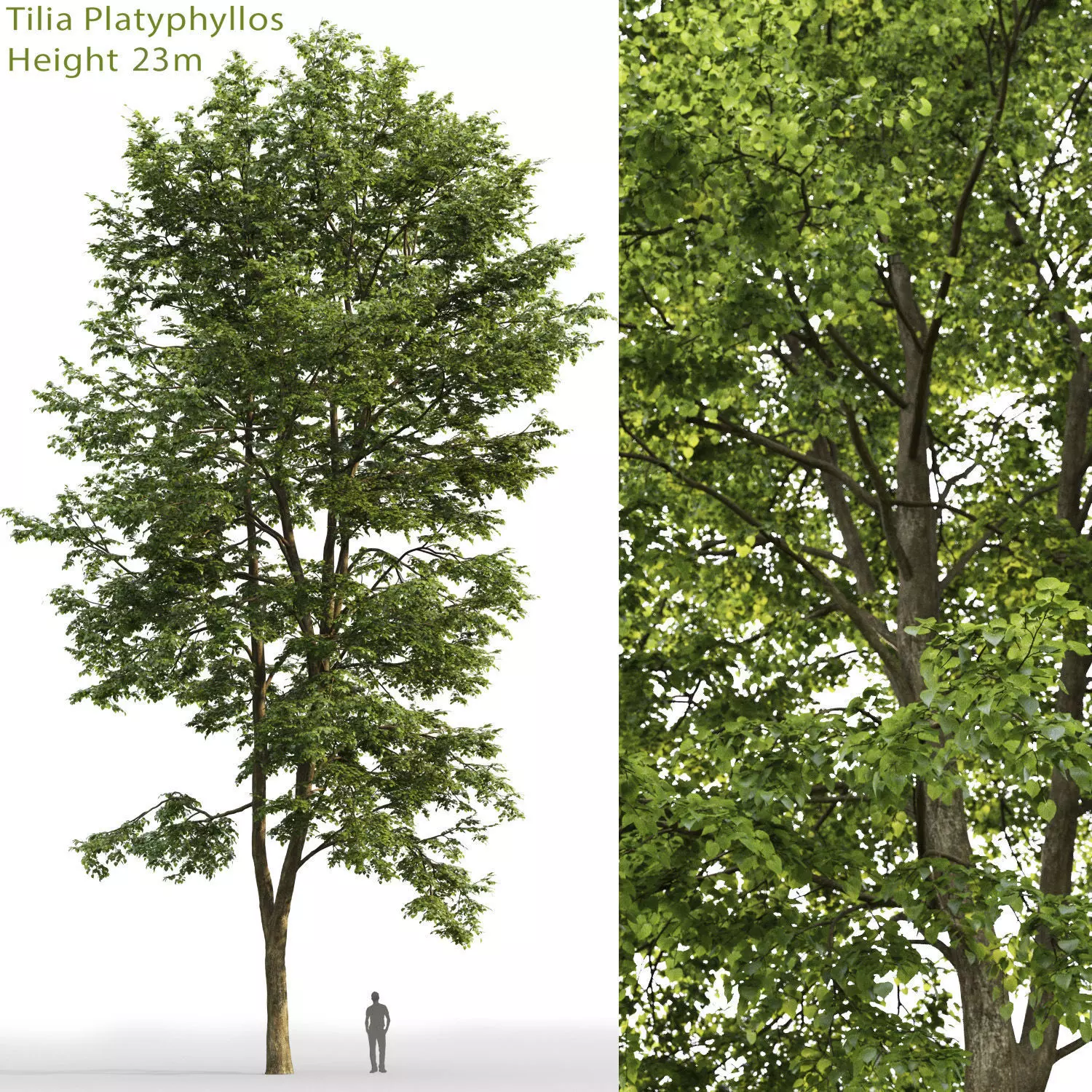 Tilia platyphyllos 09 H23m 3D model_0
