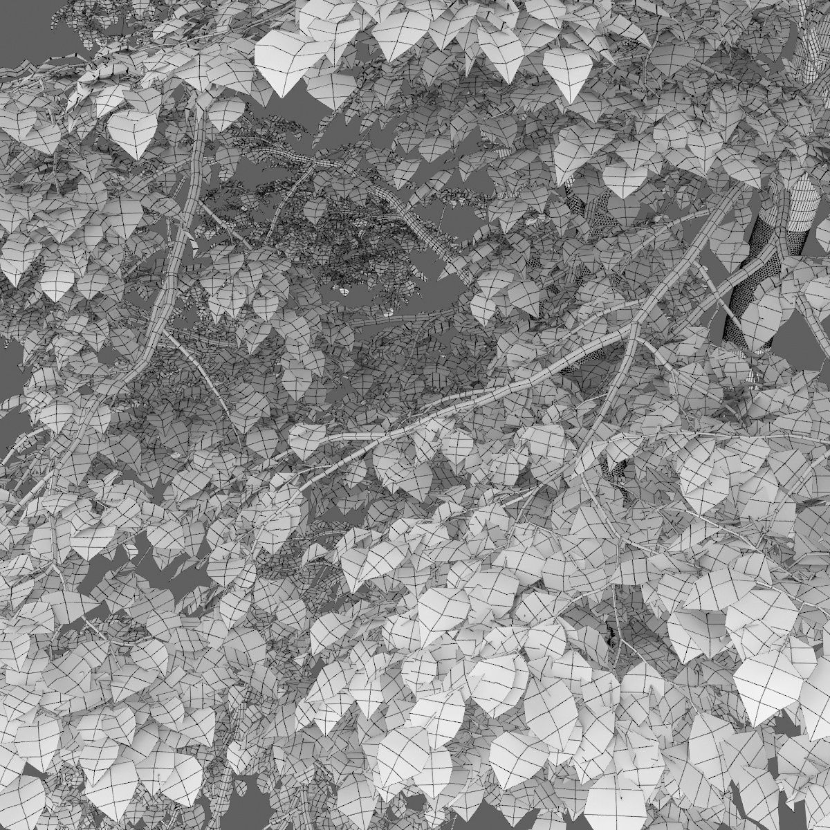 Tilia platyphyllos 09 H23m 3D model_3