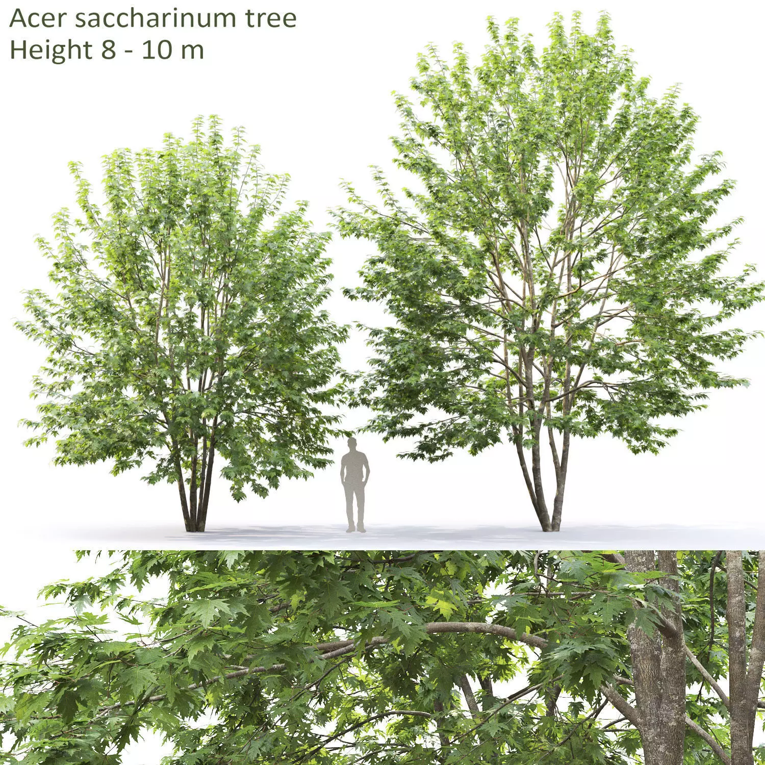 Acer saccharinum 01 H8-10m 3D model_0