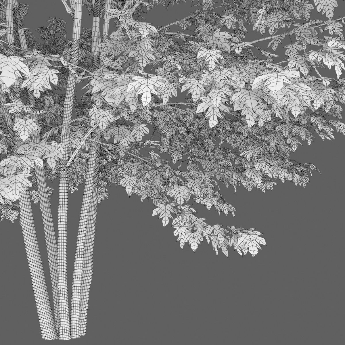 Acer saccharinum 01 H8-10m 3D model_5