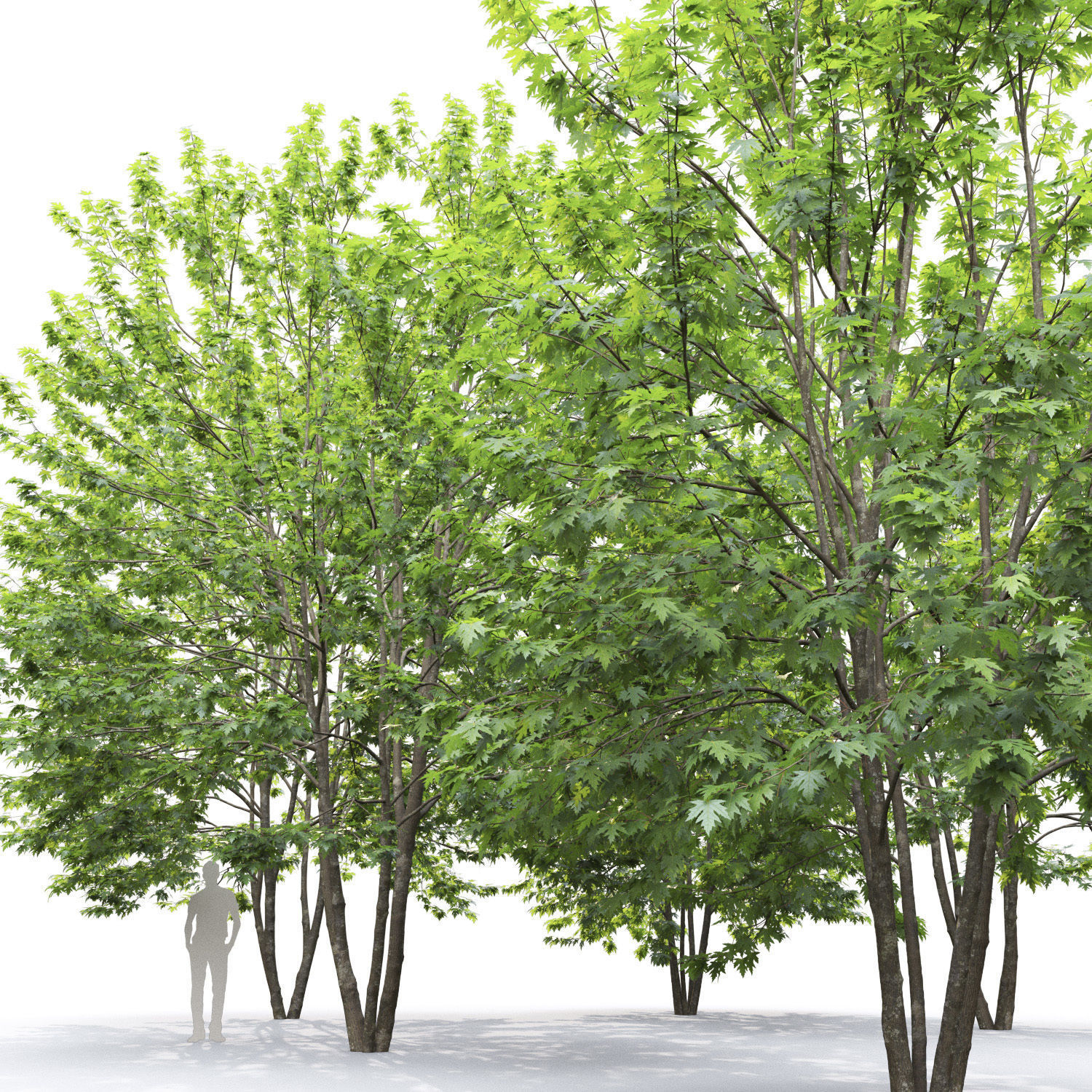 Acer saccharinum 01 H8-10m 3D model_3