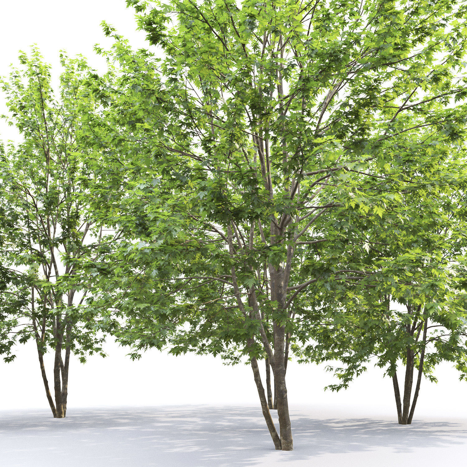 Acer saccharinum 01 H8-10m 3D model_4