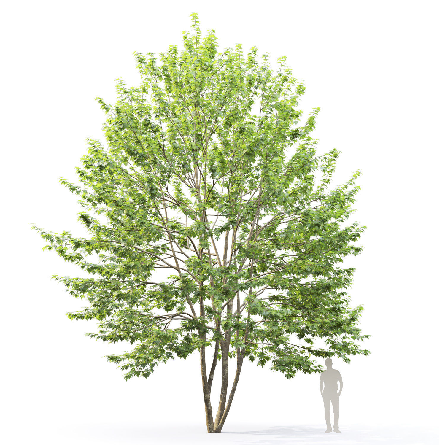 Acer saccharinum 01 H8-10m 3D model_2