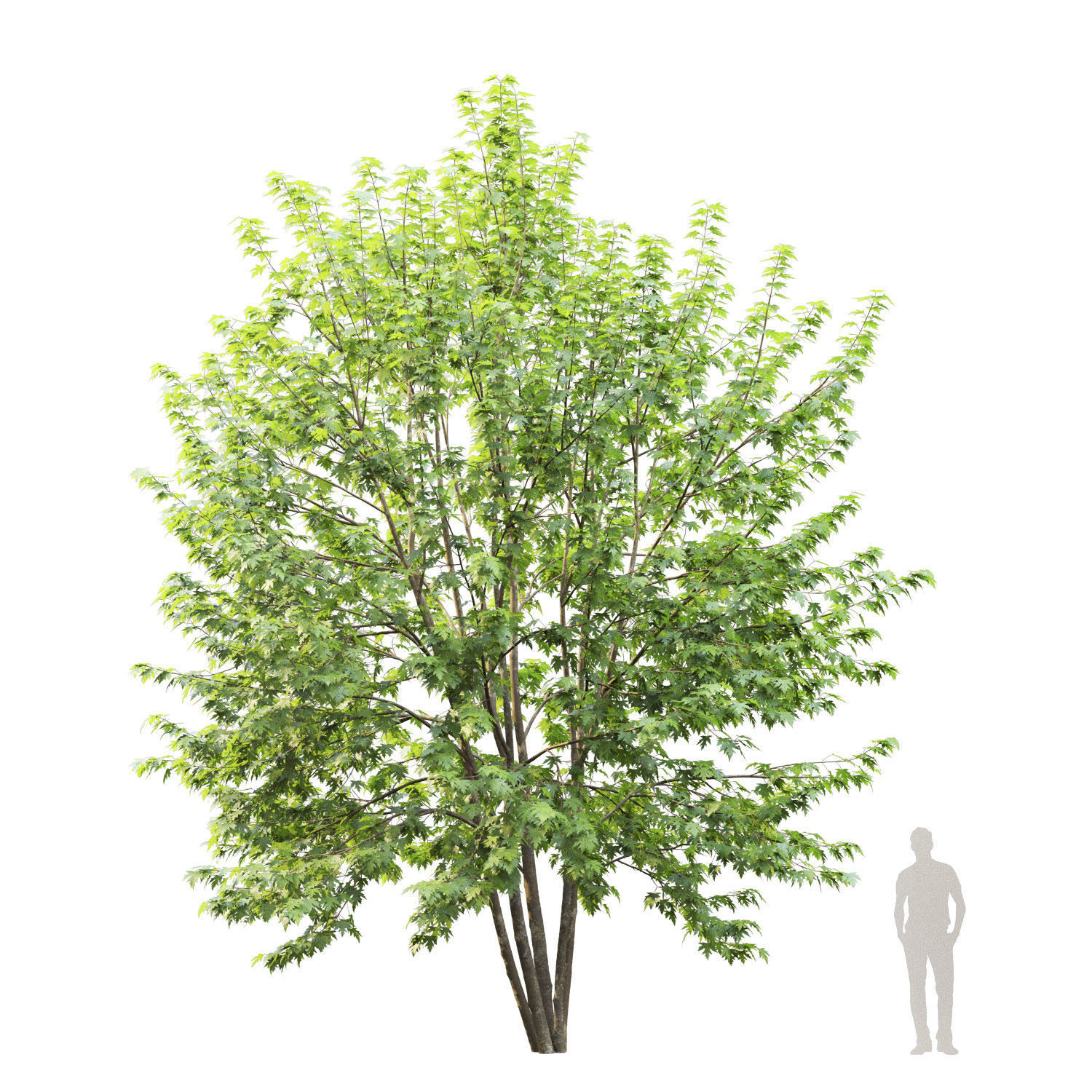 Acer saccharinum 01 H8-10m 3D model_1