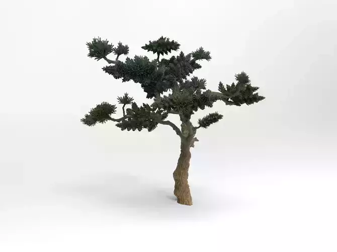 Pine Tree