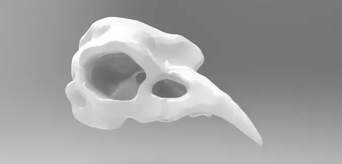 Custom Bird Skull for 3D printing