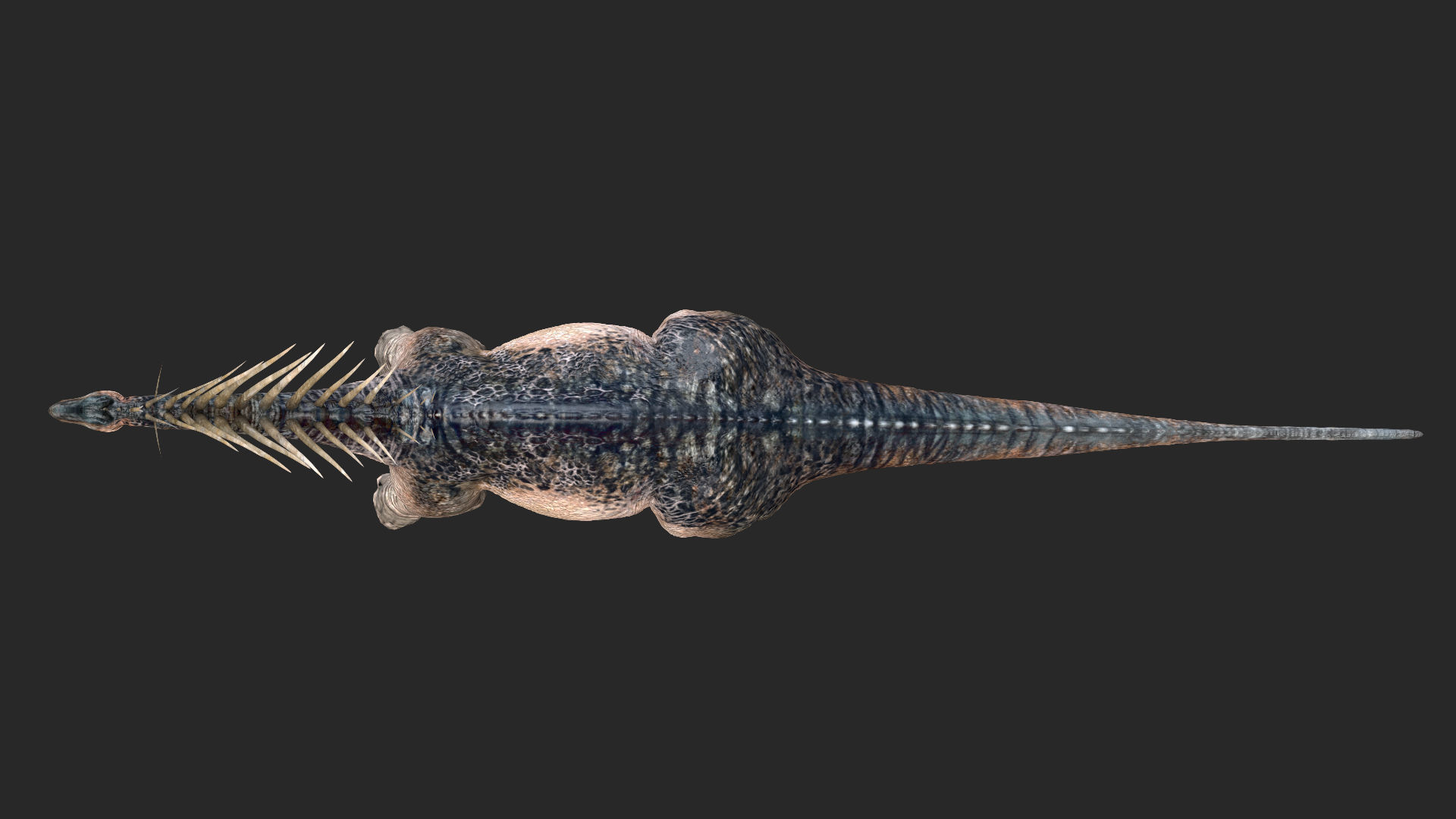 Amargasaurus 3D Rigged model Low-poly 3D model_14