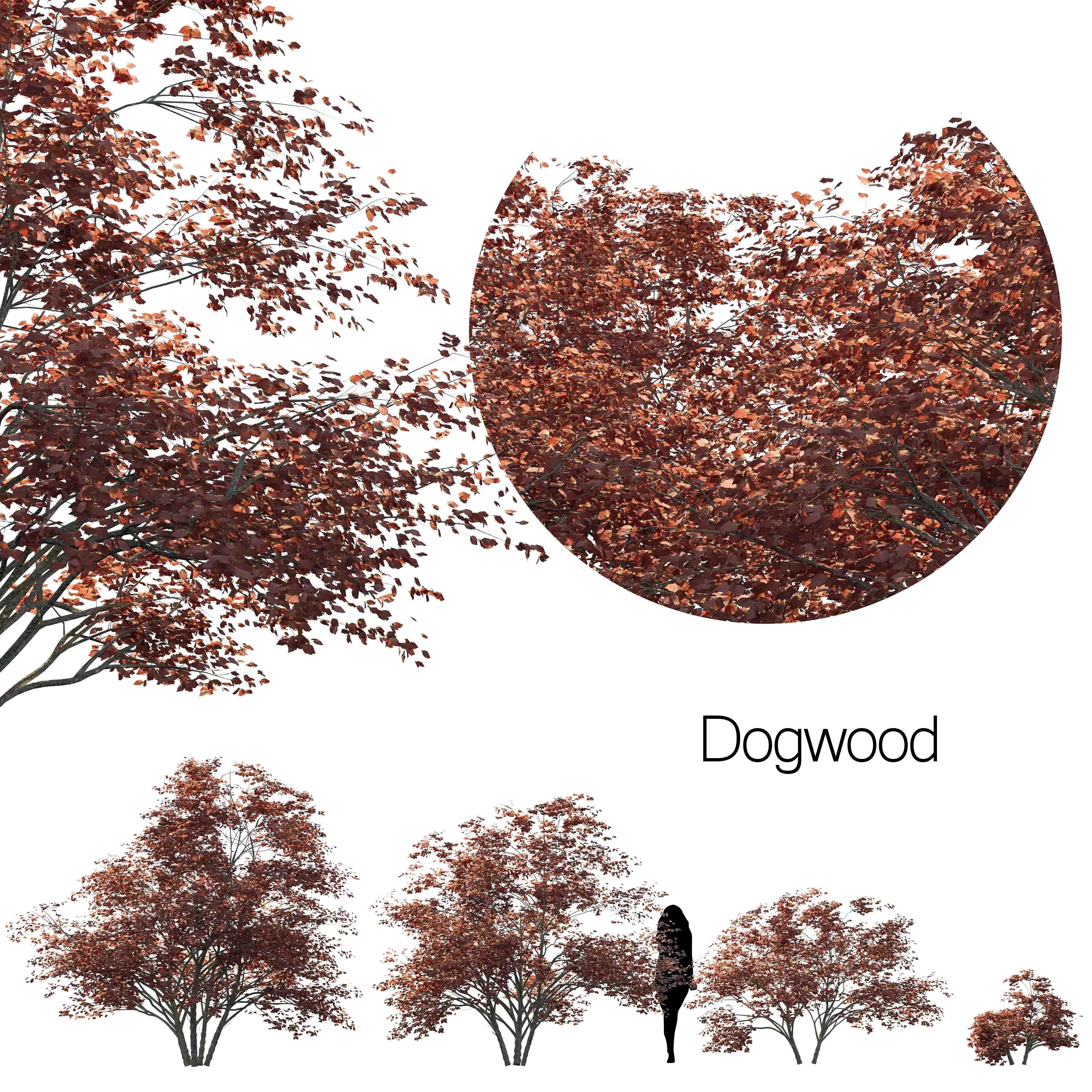 Plant Set different trees in row 3D model_4