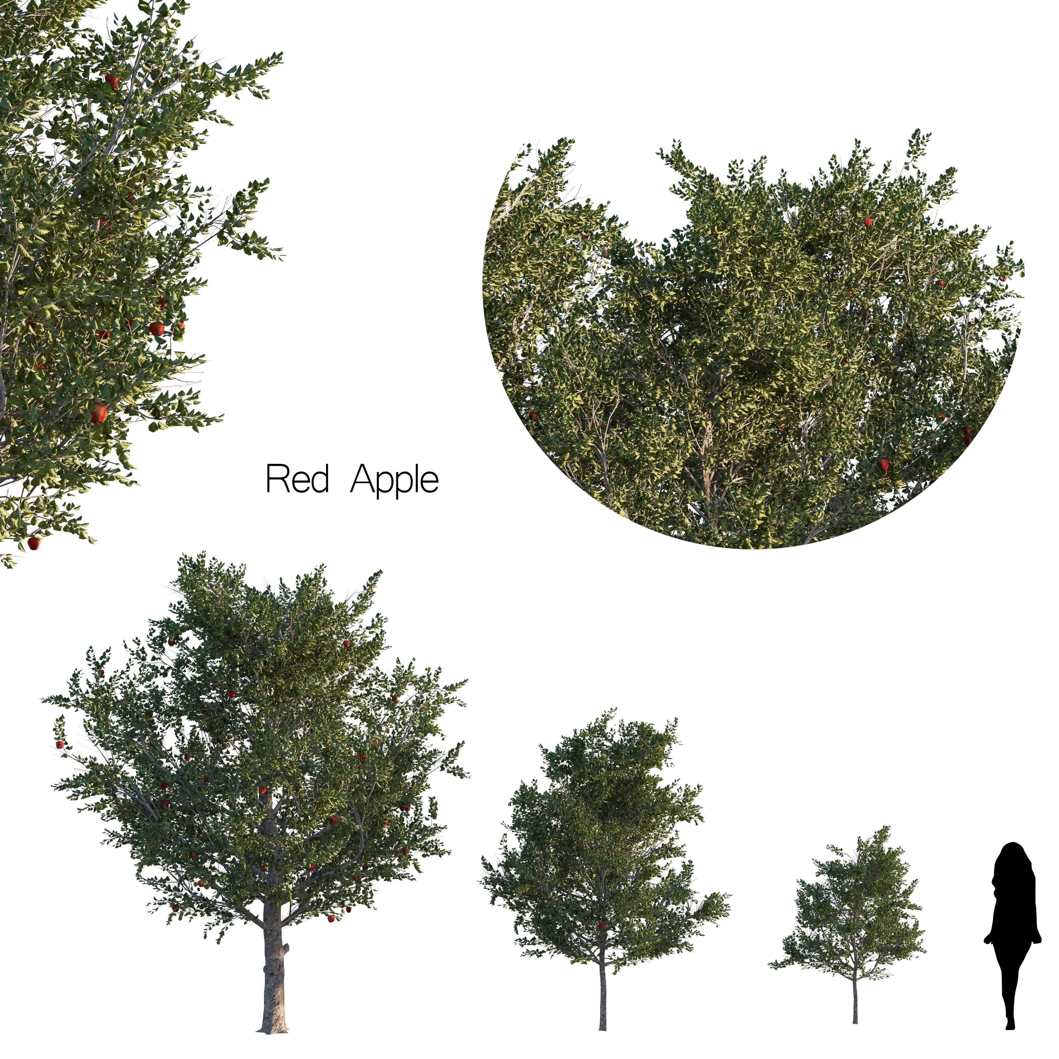 Plant Set different trees in row 3D model_8