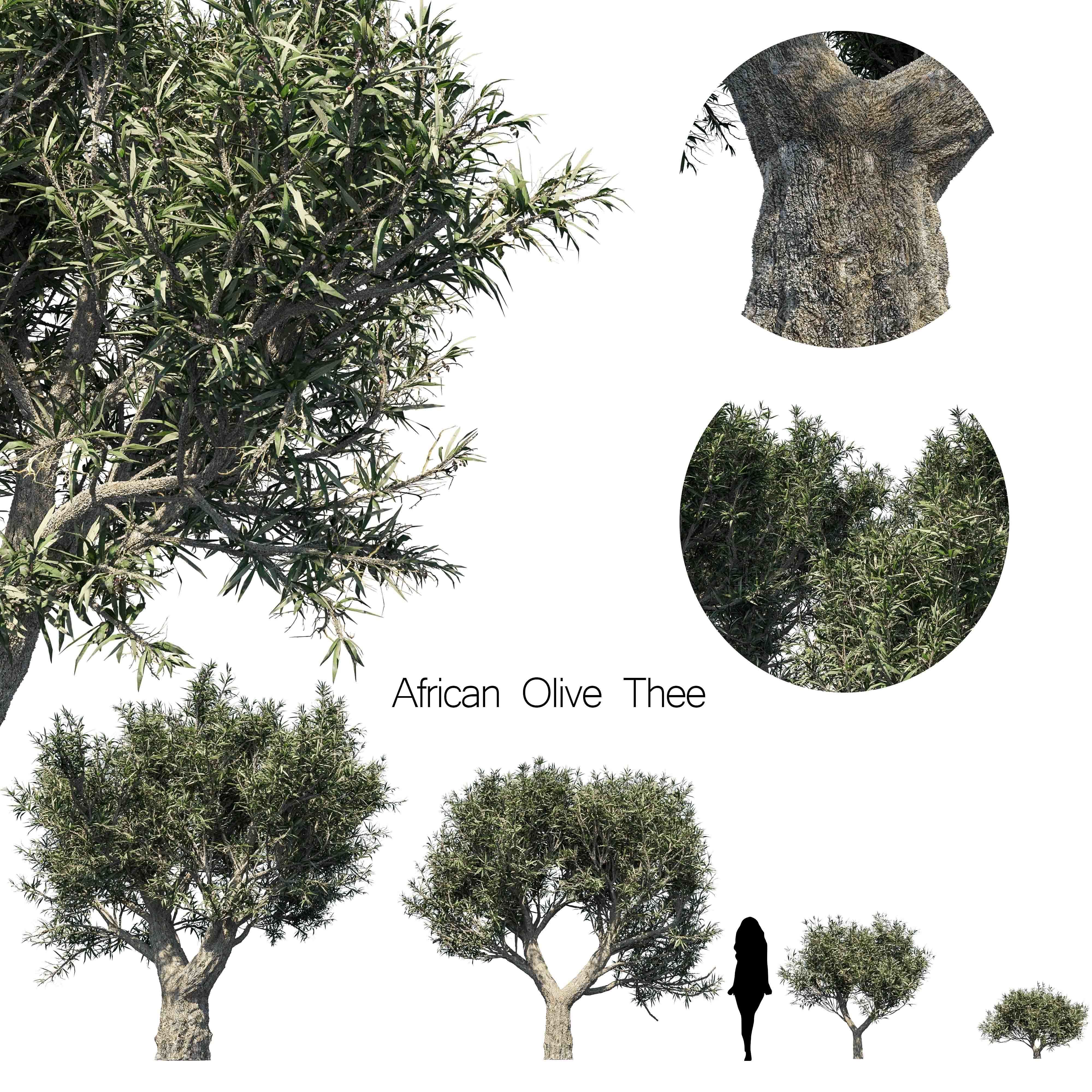 Plant Set different trees in row 3D model_1