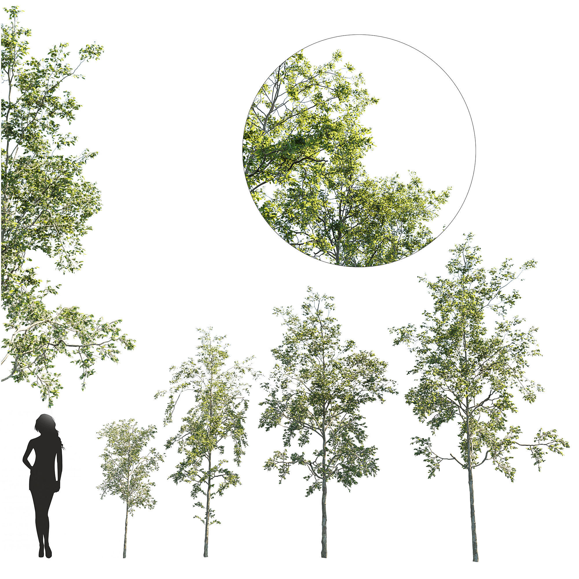 Plant Set different trees in row 3D model_9