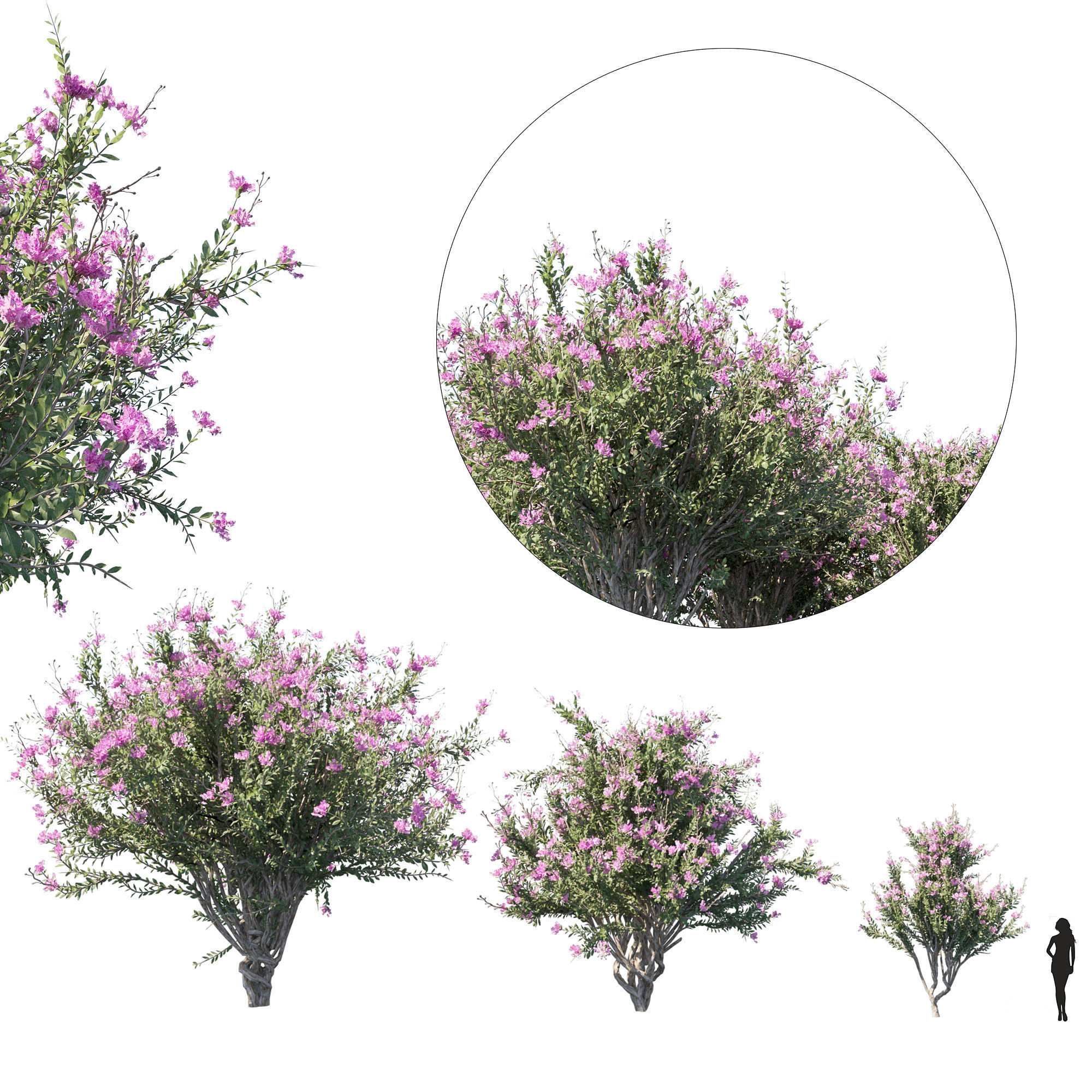 Plant Set different trees in row 3D model_3