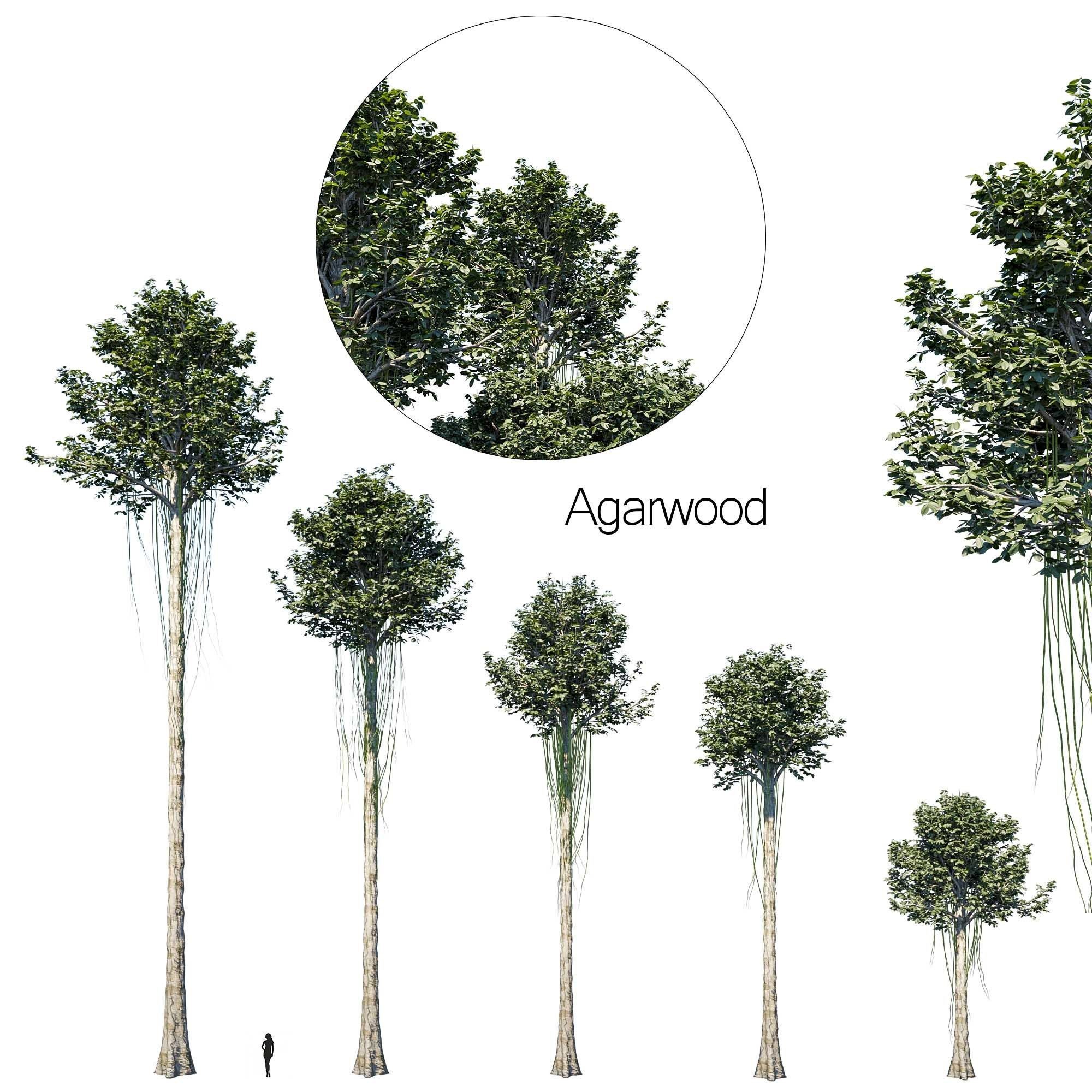 Plant Set different trees in row 3D model_2