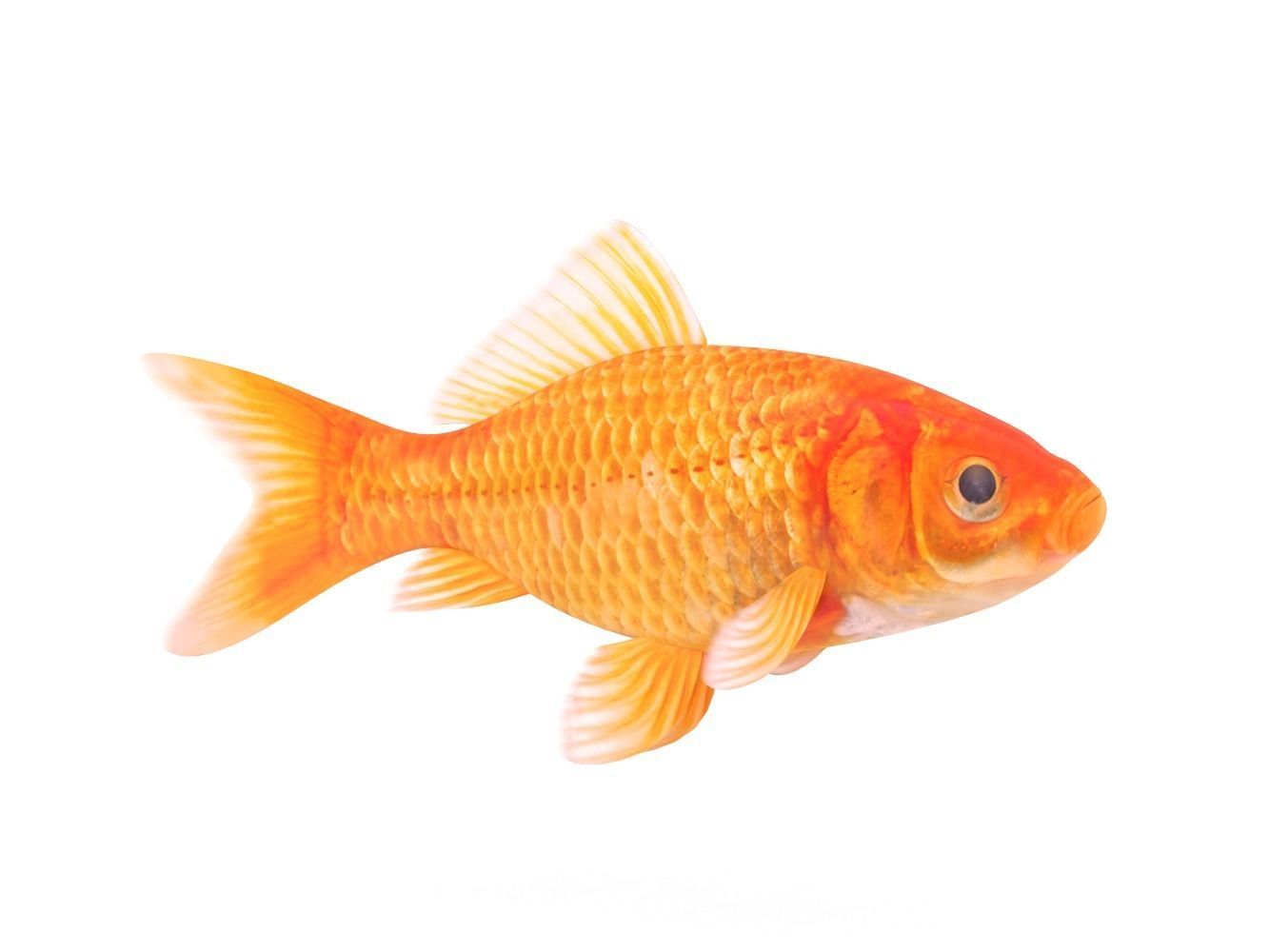 Goldfish 3D model_1