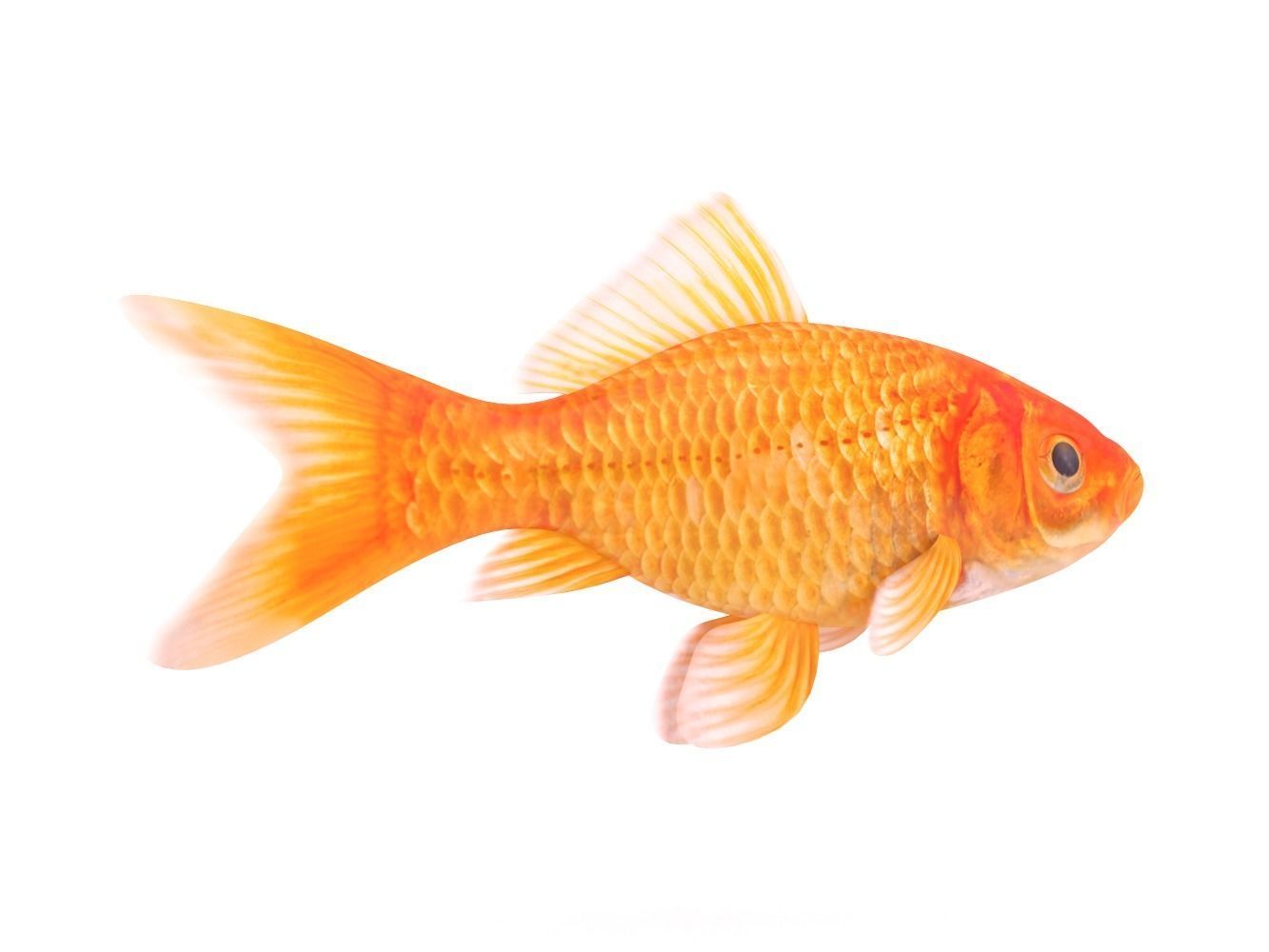 Goldfish 3D model_3