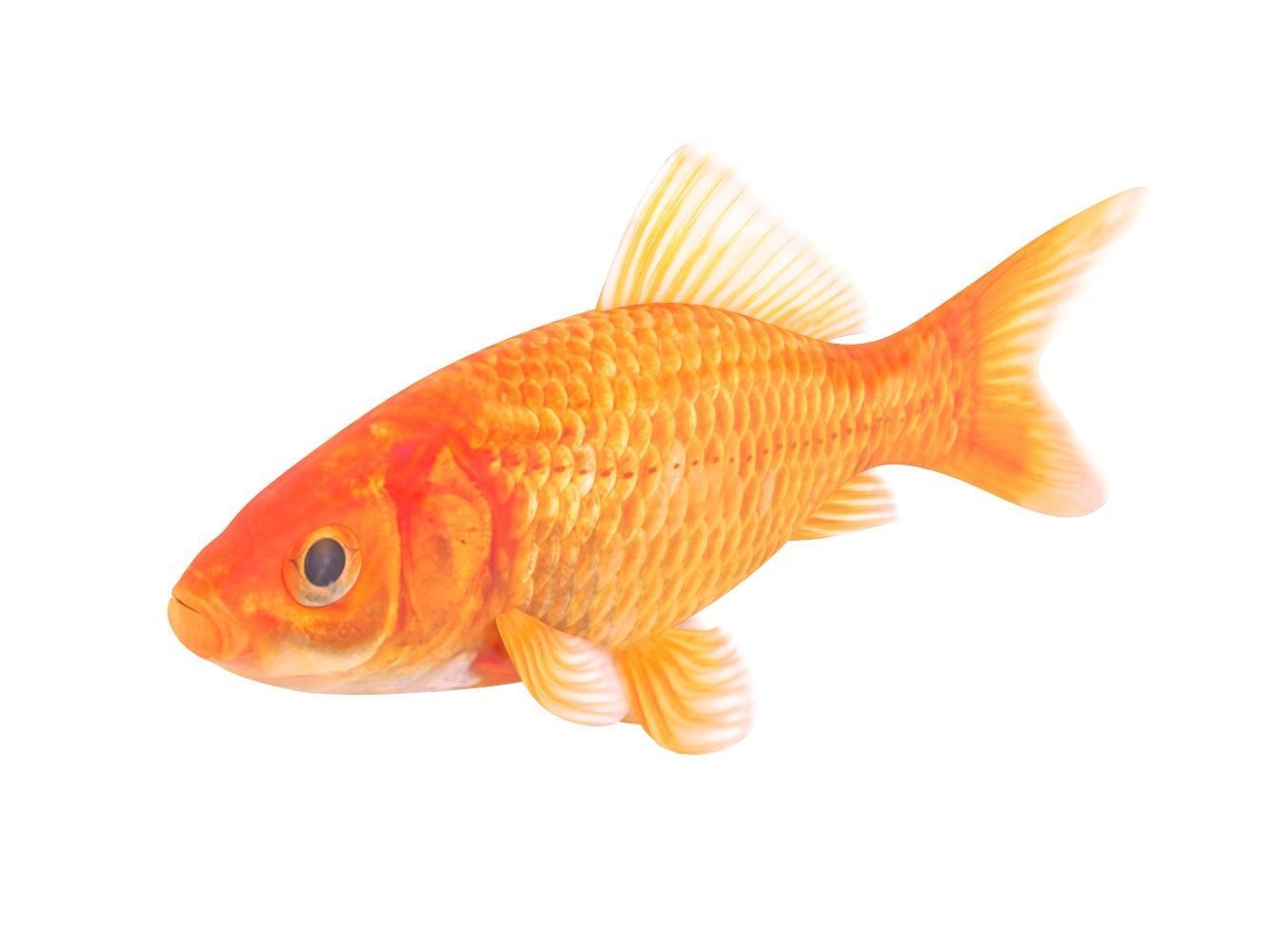 Goldfish 3D model_2