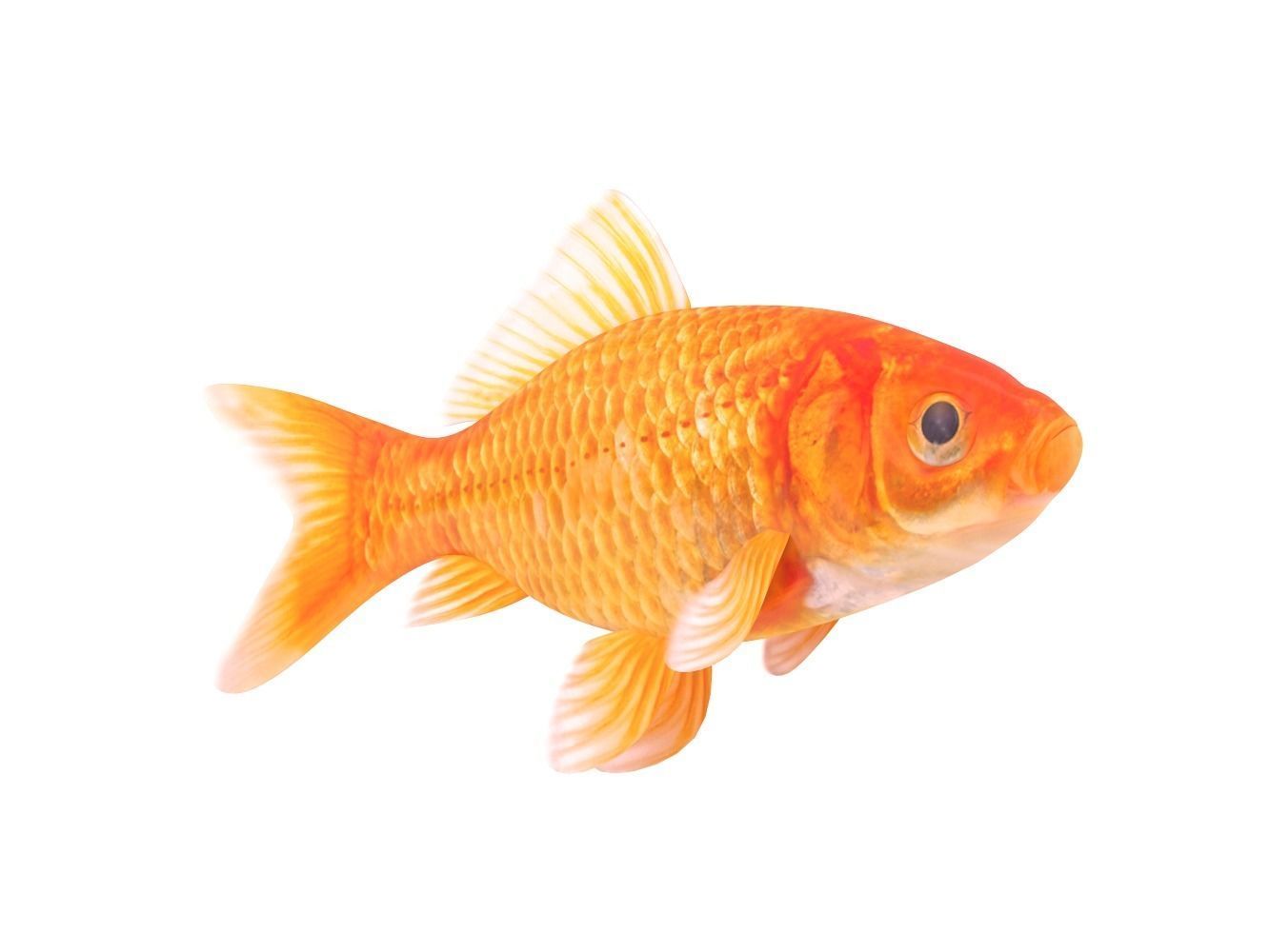 Goldfish 3D model_4