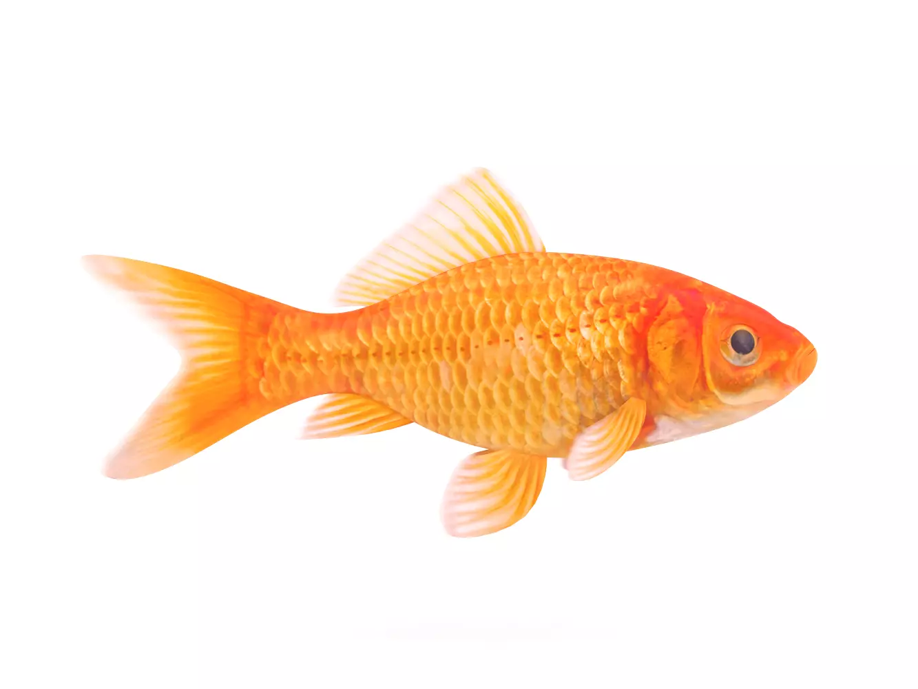 Goldfish 3D model_0