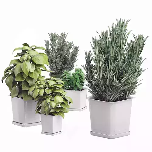 Potted kitchen plants set