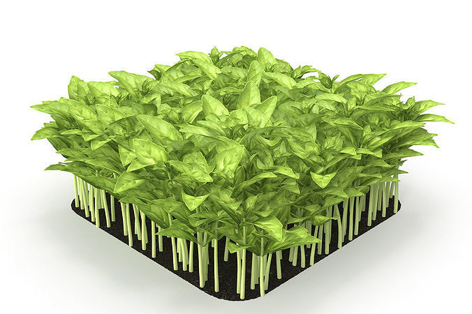 Cinnamon basil rect 3D model