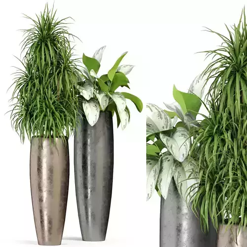 Plants collection 282 Fleurami ROYAL 