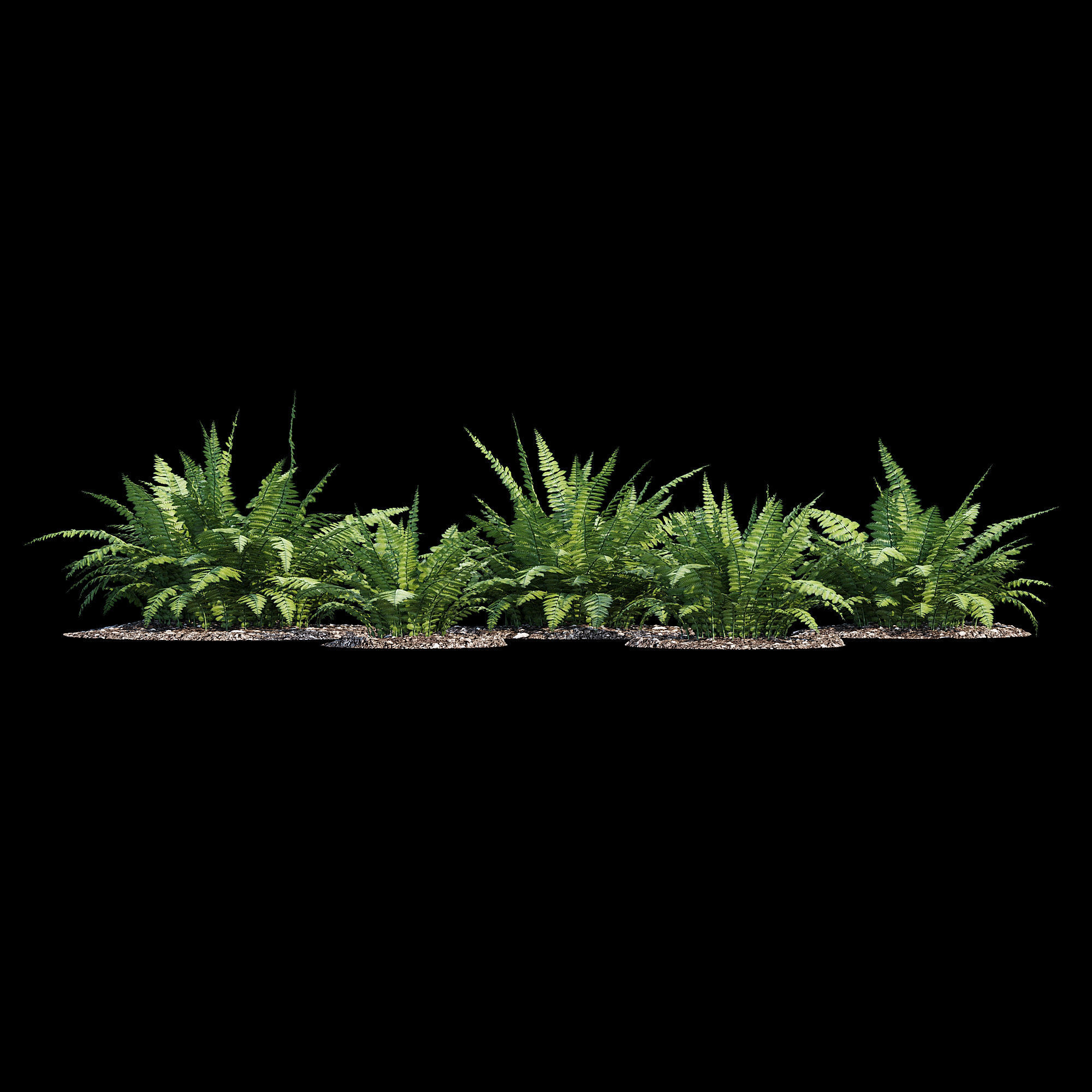 Fern bush 3D model_4