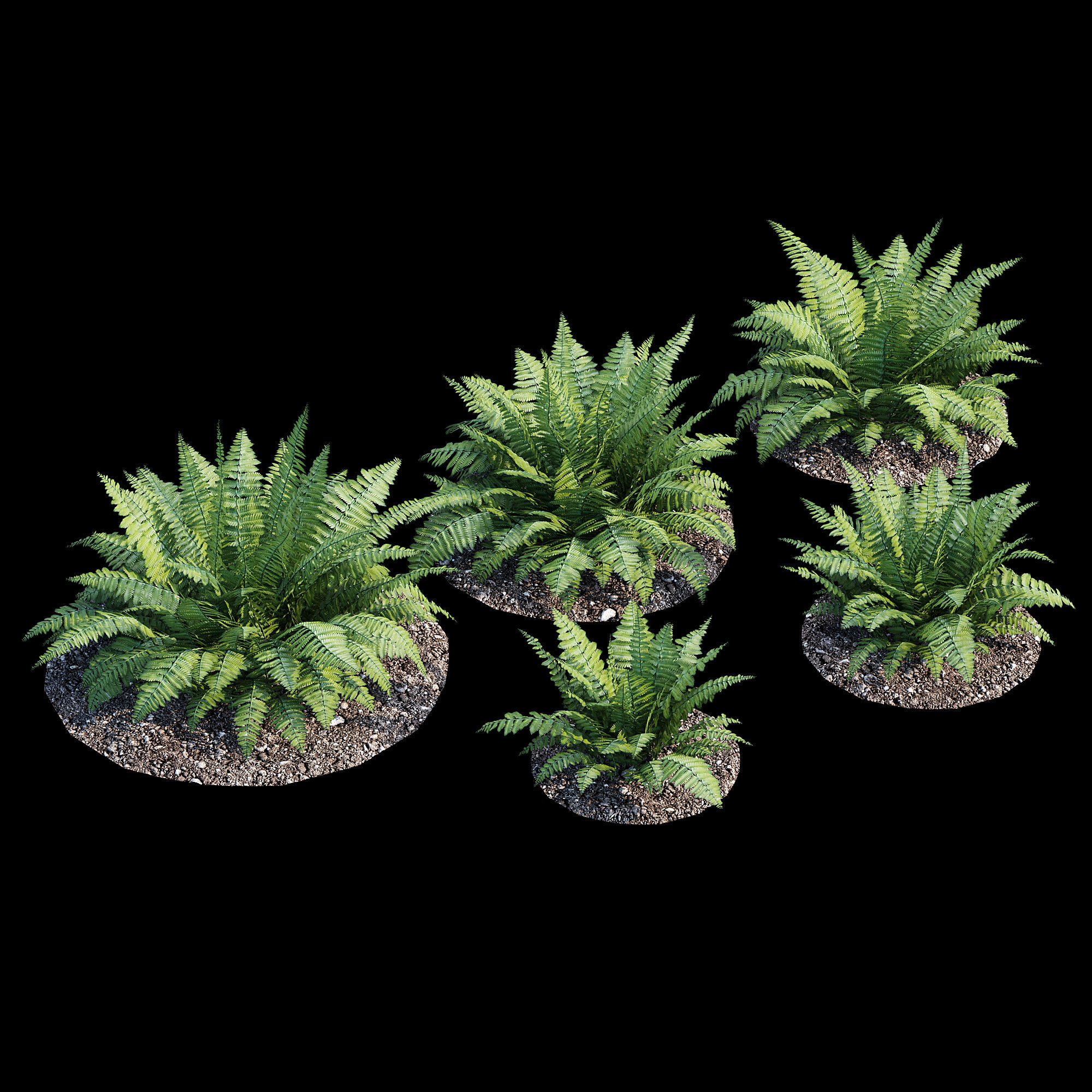 Fern bush 3D model_1