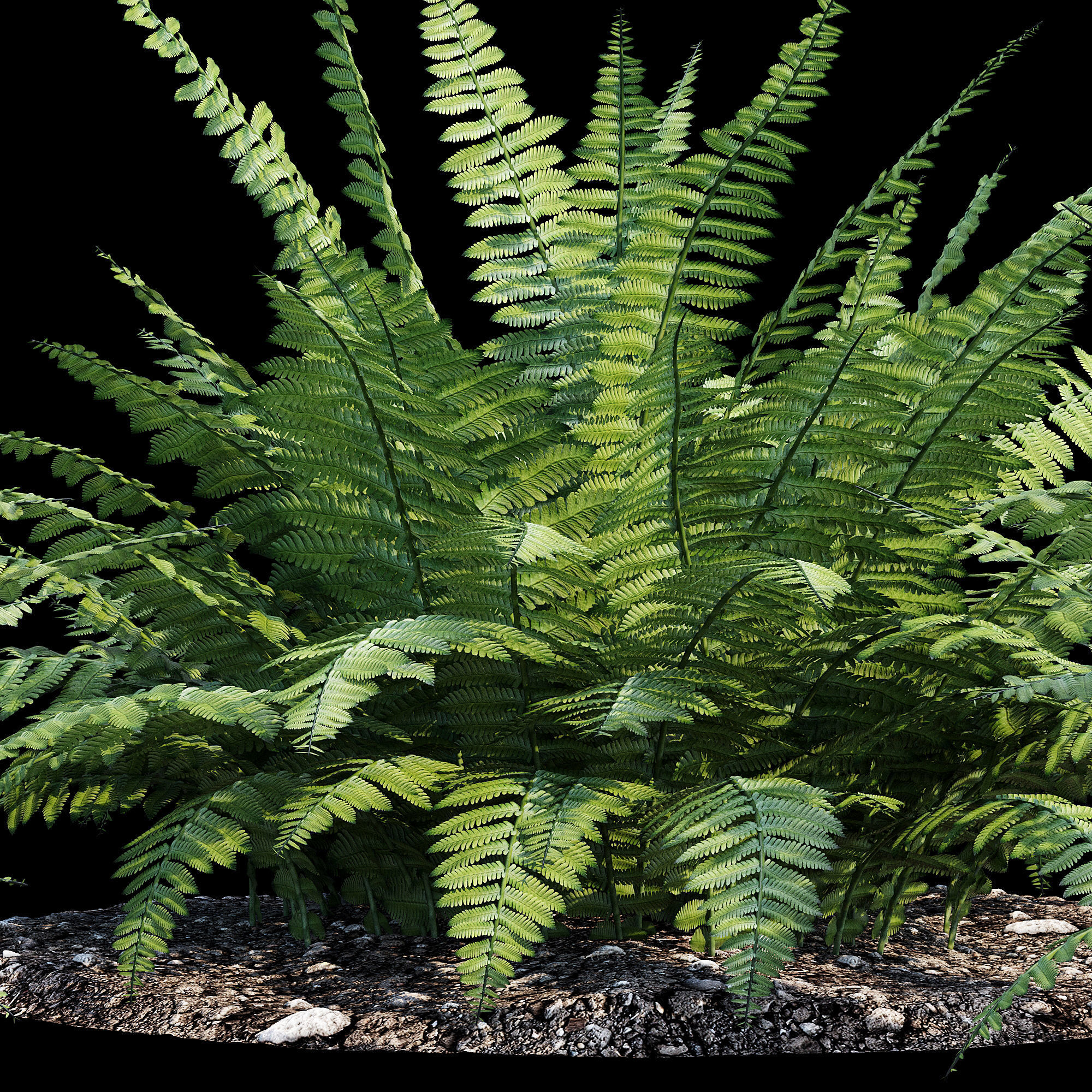 Fern bush 3D model_6