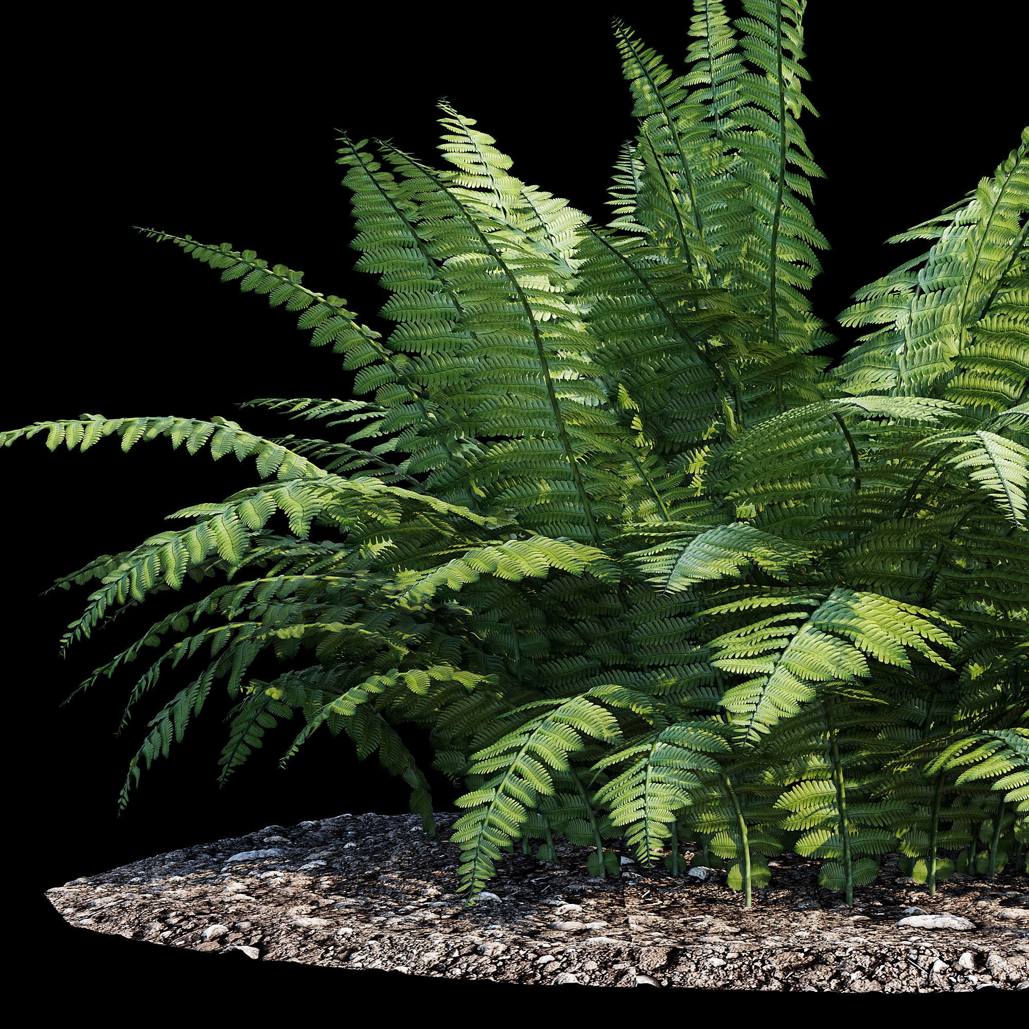 Fern bush 3D model_5