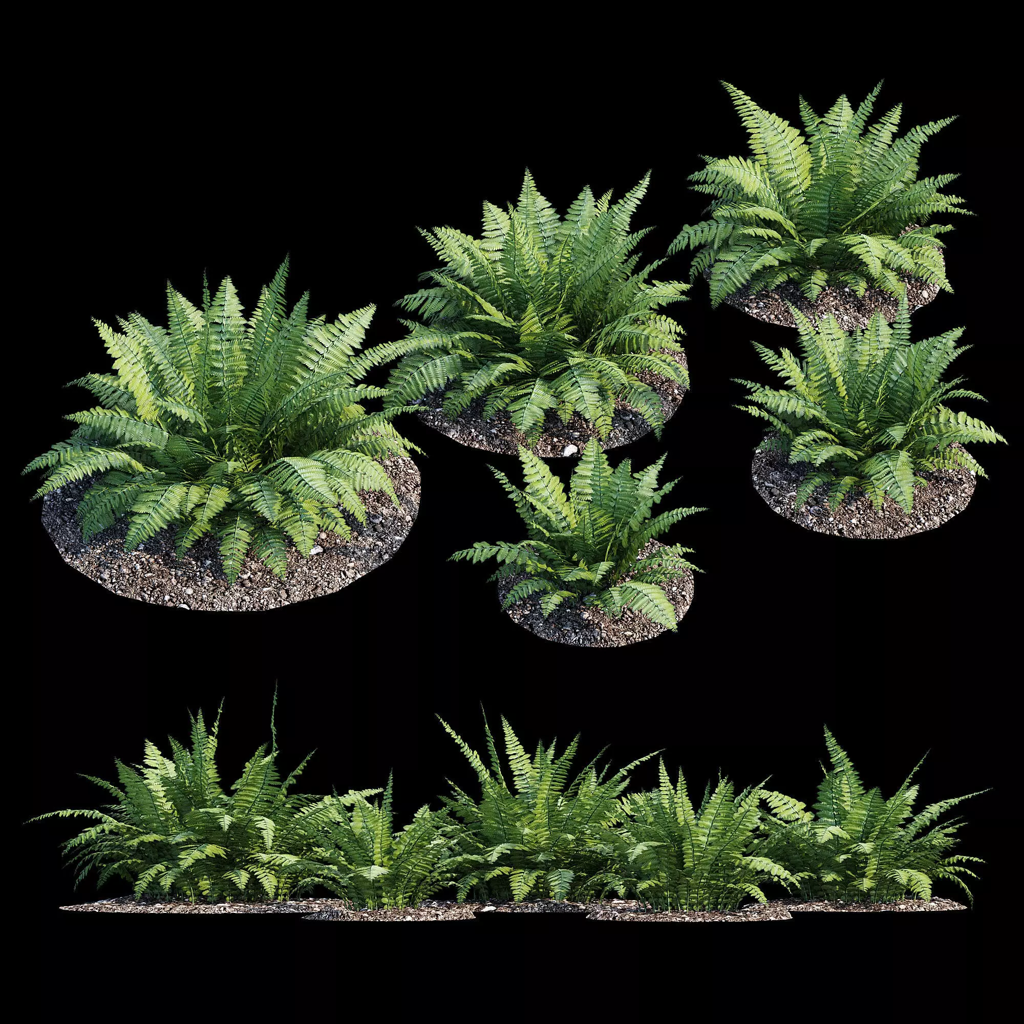 Fern bush 3D model_0