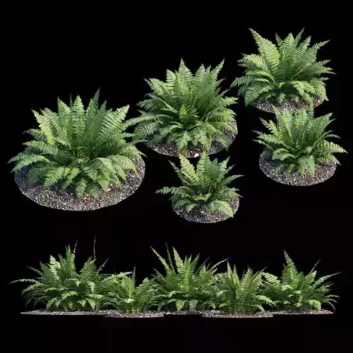 Fern bush 3D model