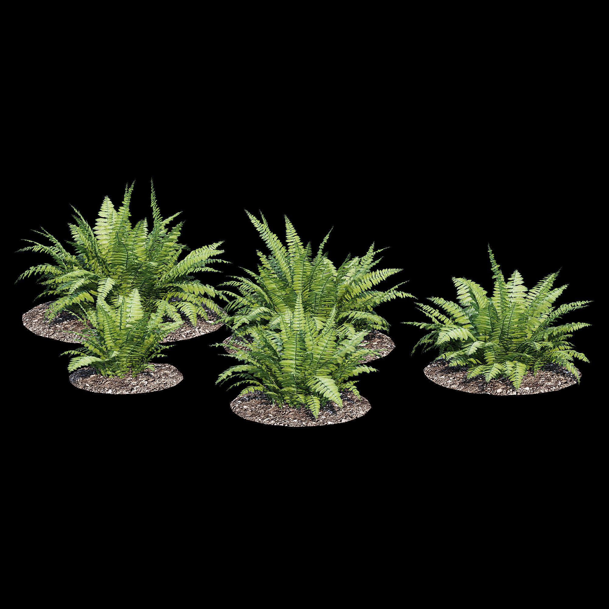 Fern bush 3D model_3