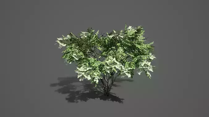 Japanese Angelica Tree