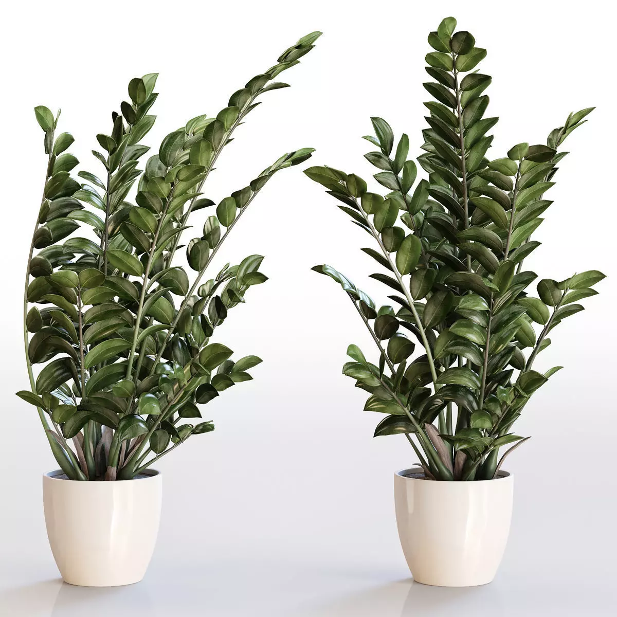 Angular flowerpot Zamiokulkas in a white pot 3D model