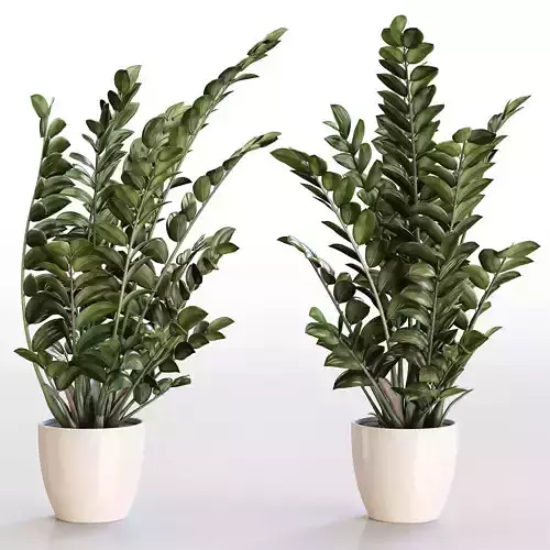 Angular flowerpot Zamiokulkas in a white pot