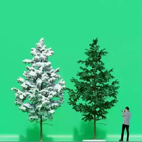 Pine in winter and summer 3D model