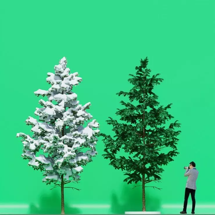 Pine in winter and summer 3D model