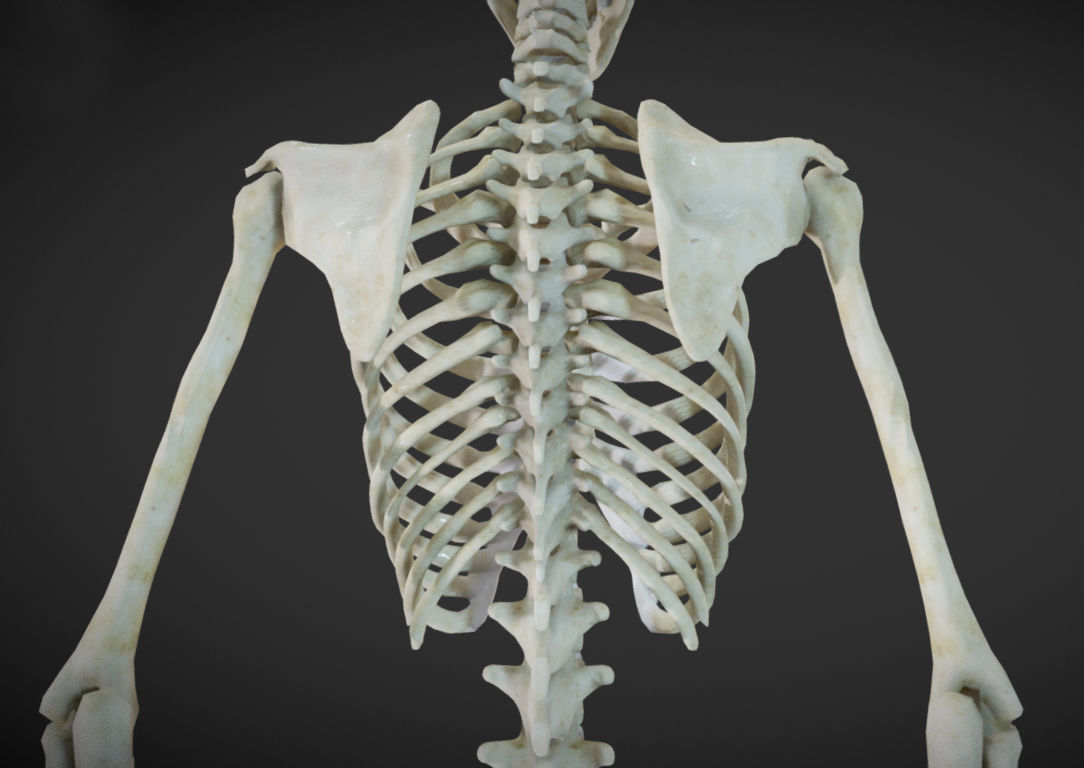 Female Skeletal System Skeleton Low-poly 3D model_3