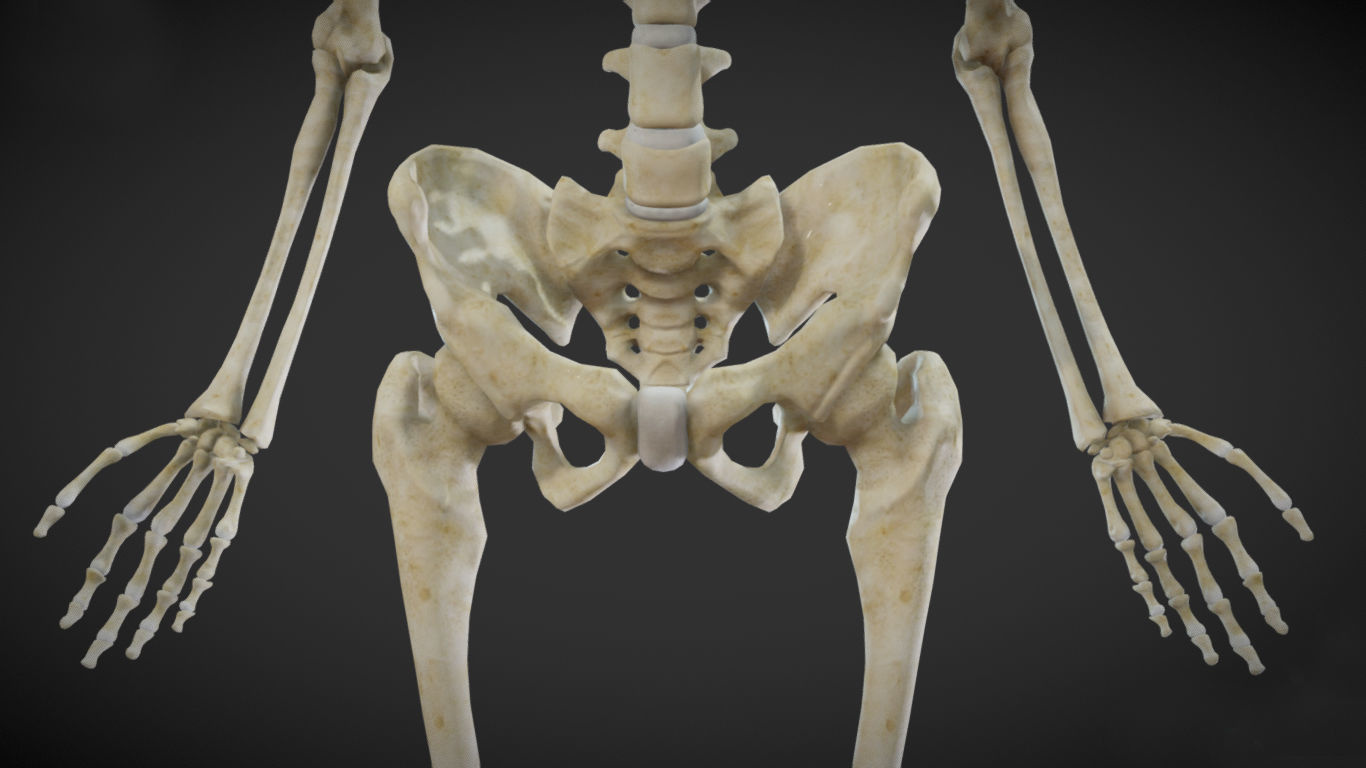 Female Skeletal System Skeleton Low-poly 3D model_1