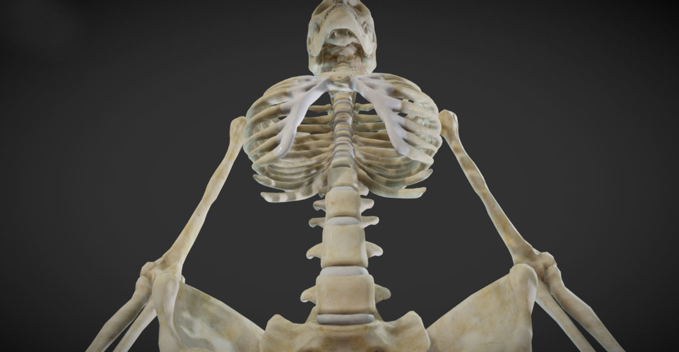 Female Skeletal System Skeleton Low-poly 3D model_12