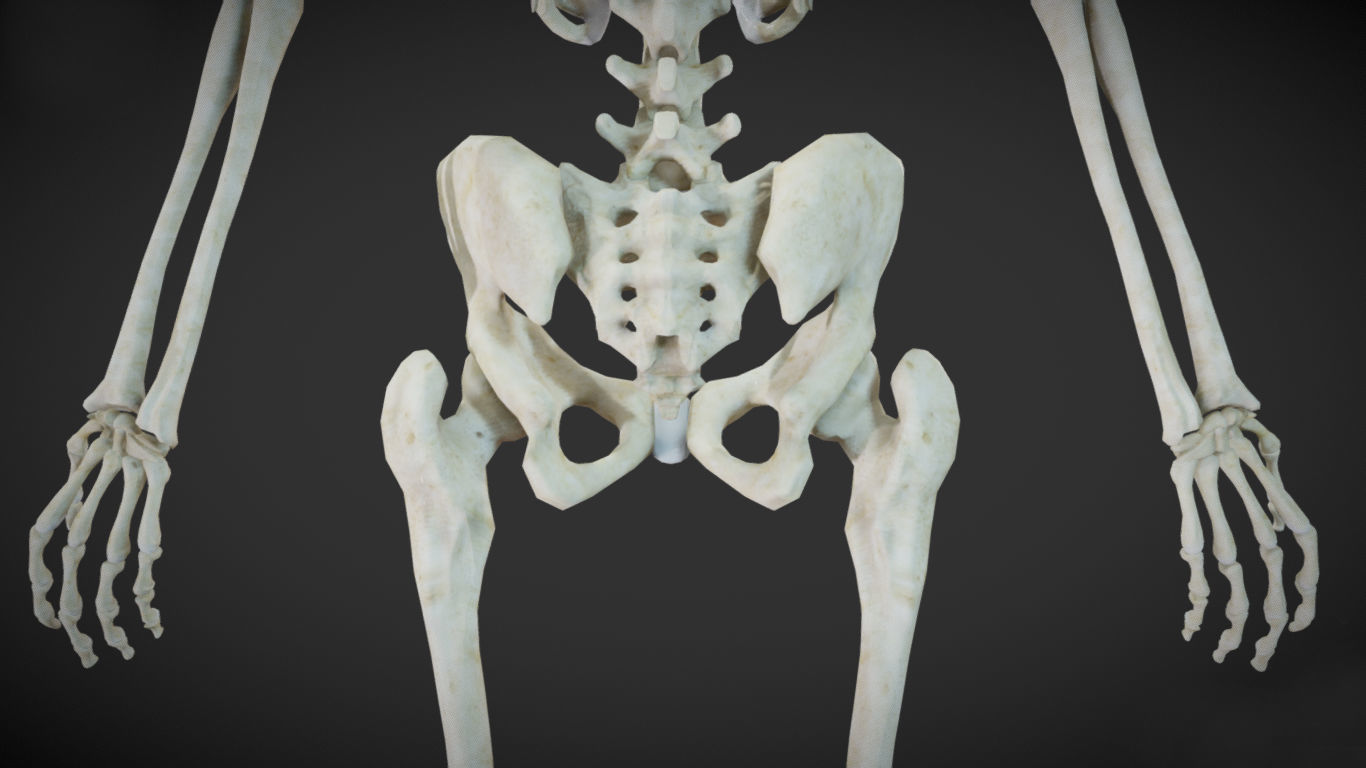 Female Skeletal System Skeleton Low-poly 3D model_2