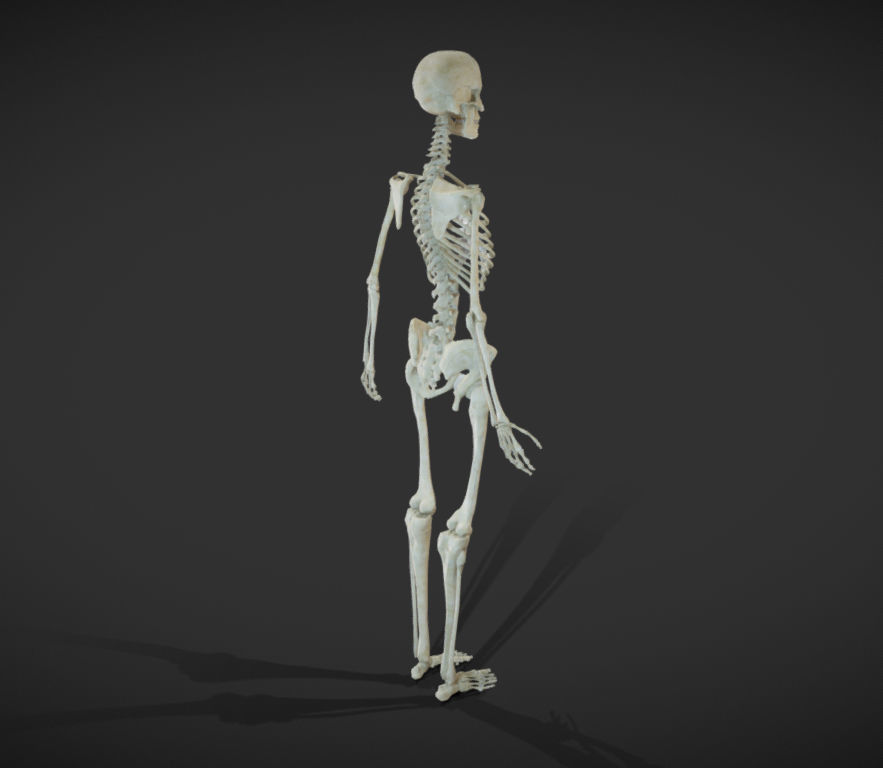 Female Skeletal System Skeleton Low-poly 3D model_16